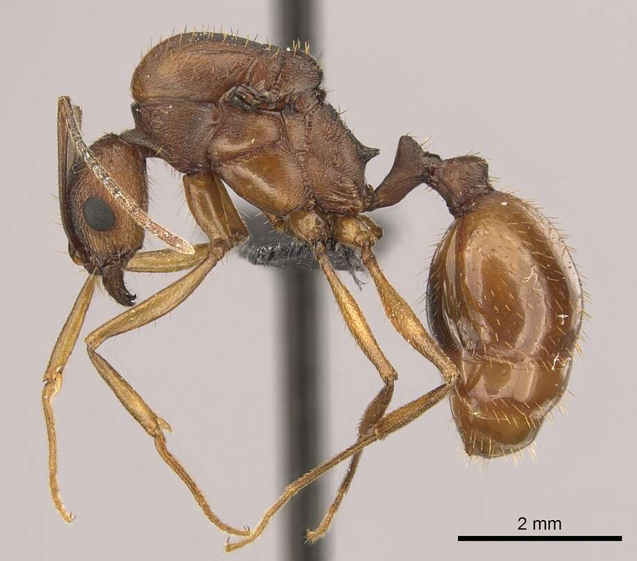 Image of Aphaenogaster huachucana Creighton 1934