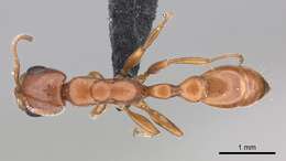 Image of Pseudomyrmex