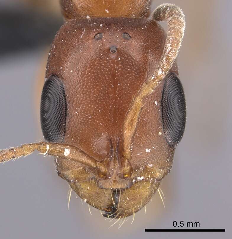 Image of Pseudomyrmex