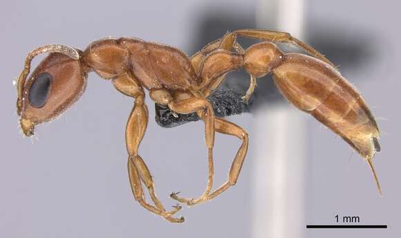 Image of Pseudomyrmex