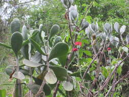 Image of Kleinia abyssinica A. Berger