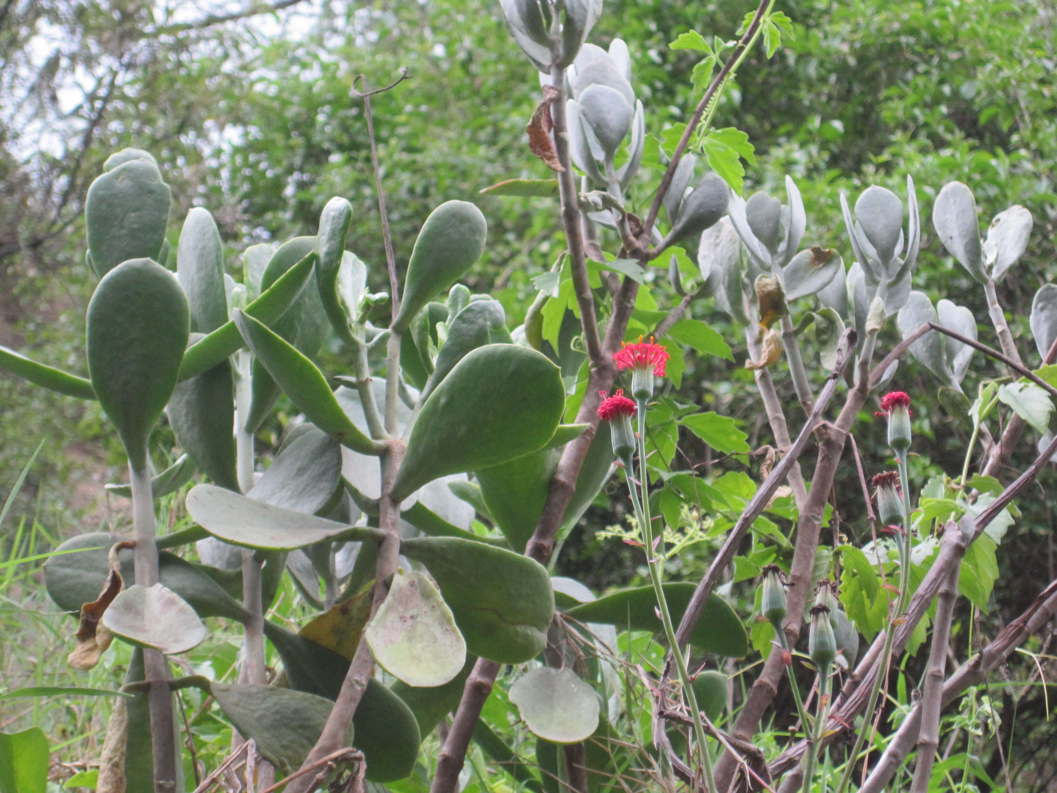 Image of Kleinia abyssinica A. Berger