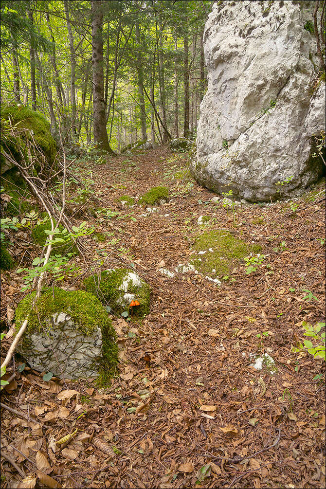 Image de Hygrophore conique