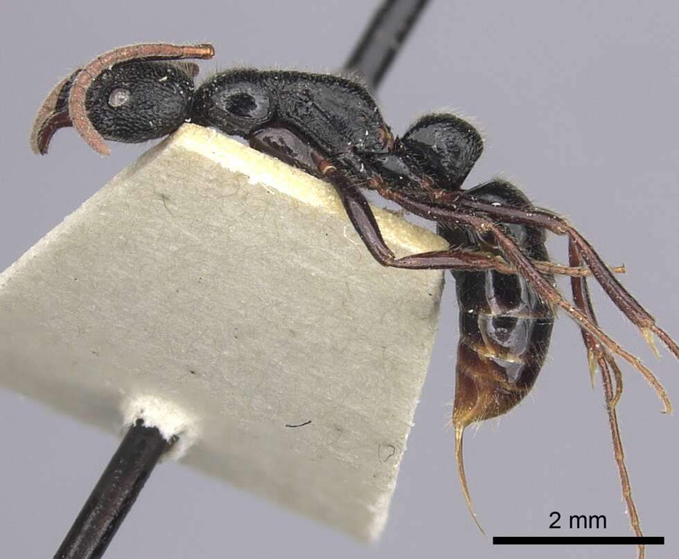 Leptogenys foveopunctata Mann 1921 resmi