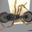 Image of Myrmecina cacabau (Mann 1921)