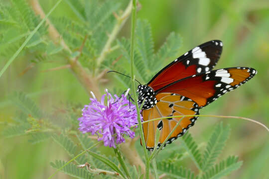 Image of Danaus (Anosia) chrysippus subsp. aegyptius Schreber 1759