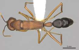 Harpegnathos saltator (Jerdon 1851) resmi