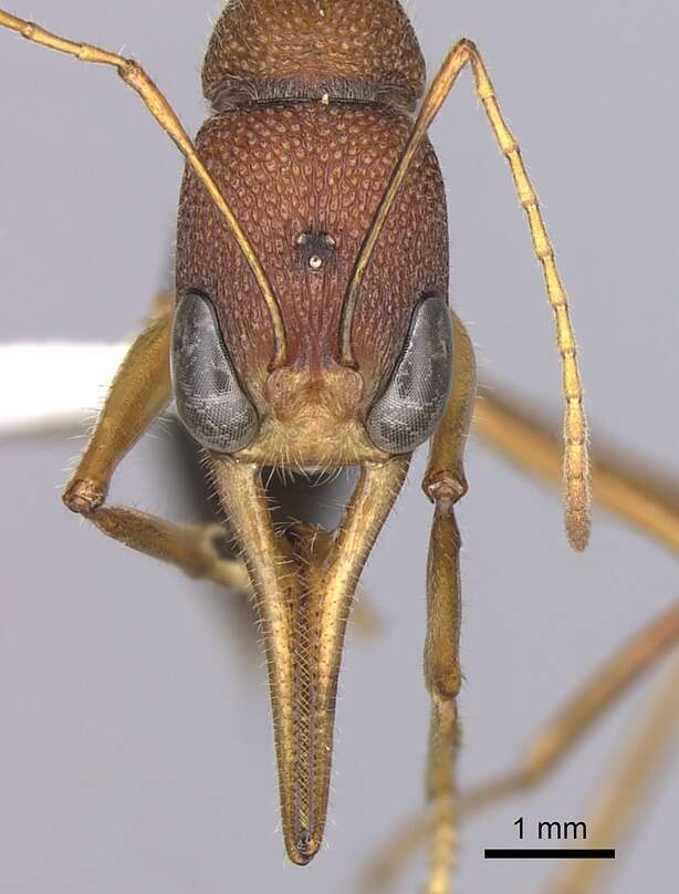 Harpegnathos saltator (Jerdon 1851) resmi