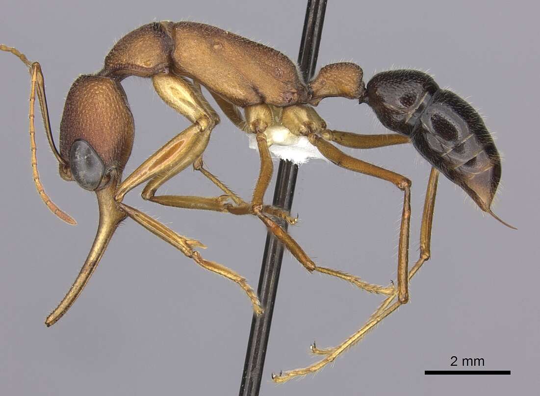 Image of Harpegnathos saltator (Jerdon 1851)