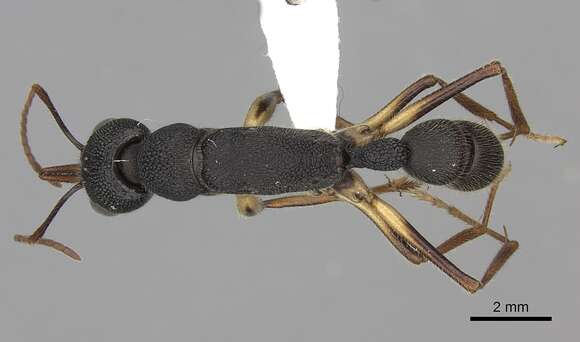 Image of Harpegnathos venator (Smith 1858)