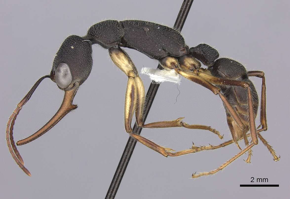 Harpegnathos venator (Smith 1858) resmi