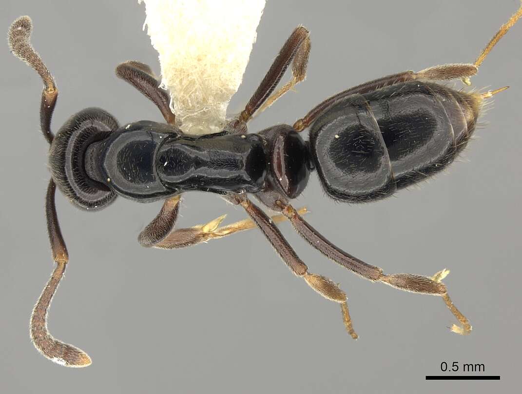 Image of Hypoponera nitidula (Emery 1890)