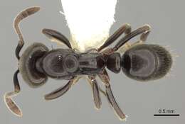 Image of Hypoponera sabronae (Donisthorpe 1941)