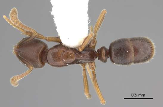 Image of Hypoponera punctiventris (Emery 1901)