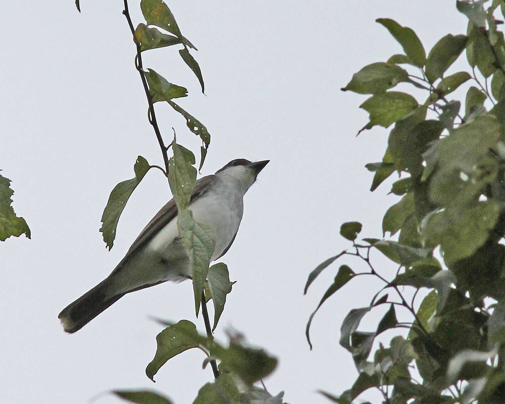 Image of Eastern Kingbird