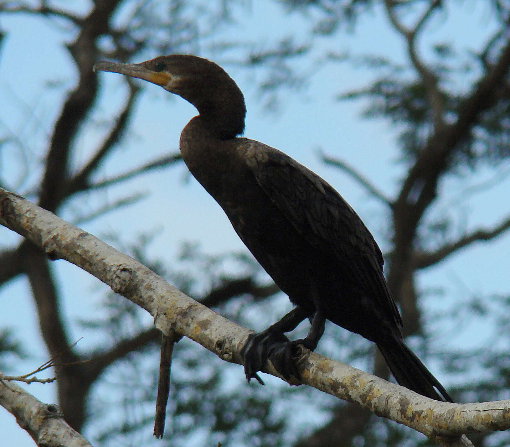 Image of neotropic cormorant