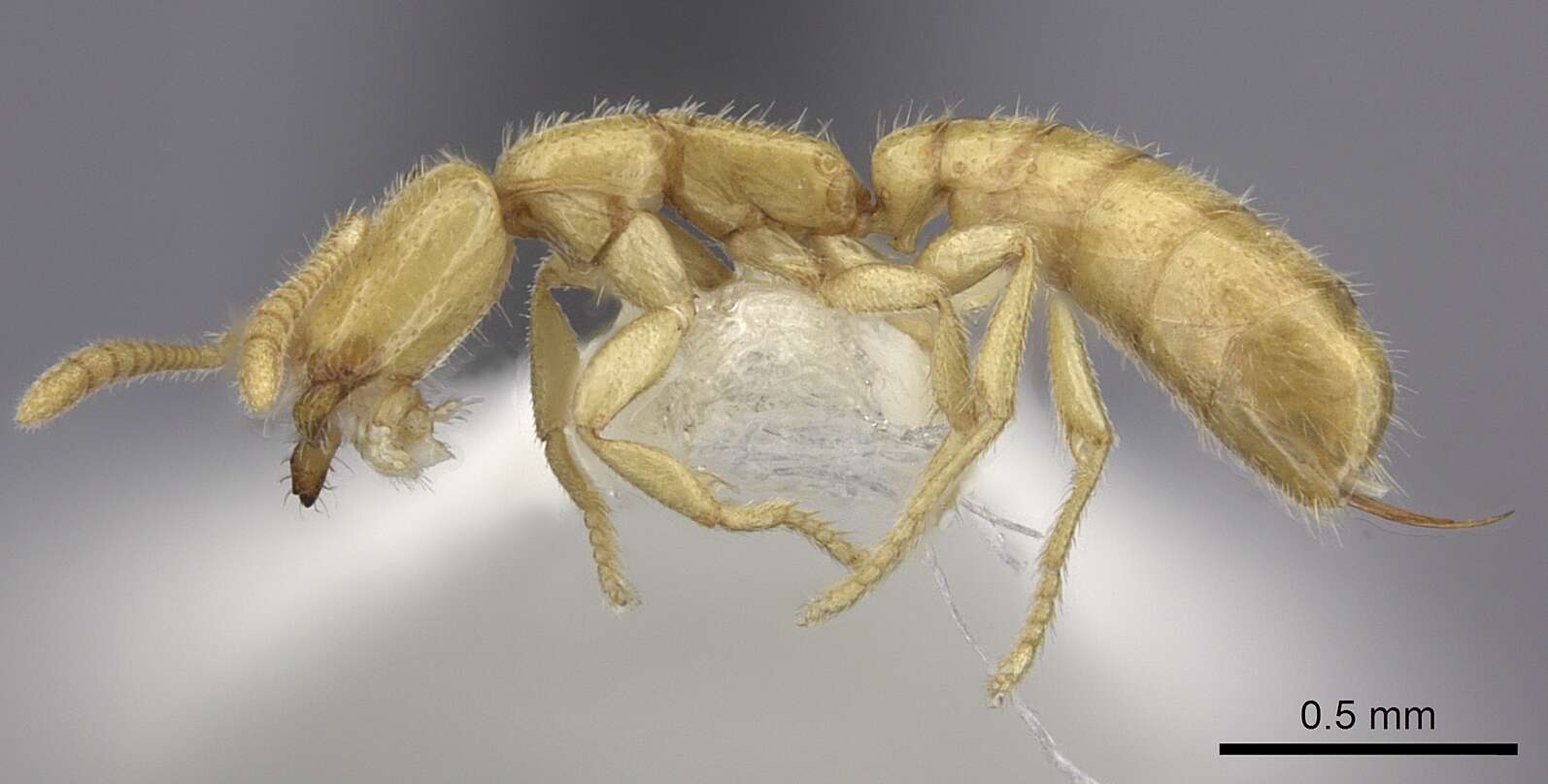 Image of Adetomyrma