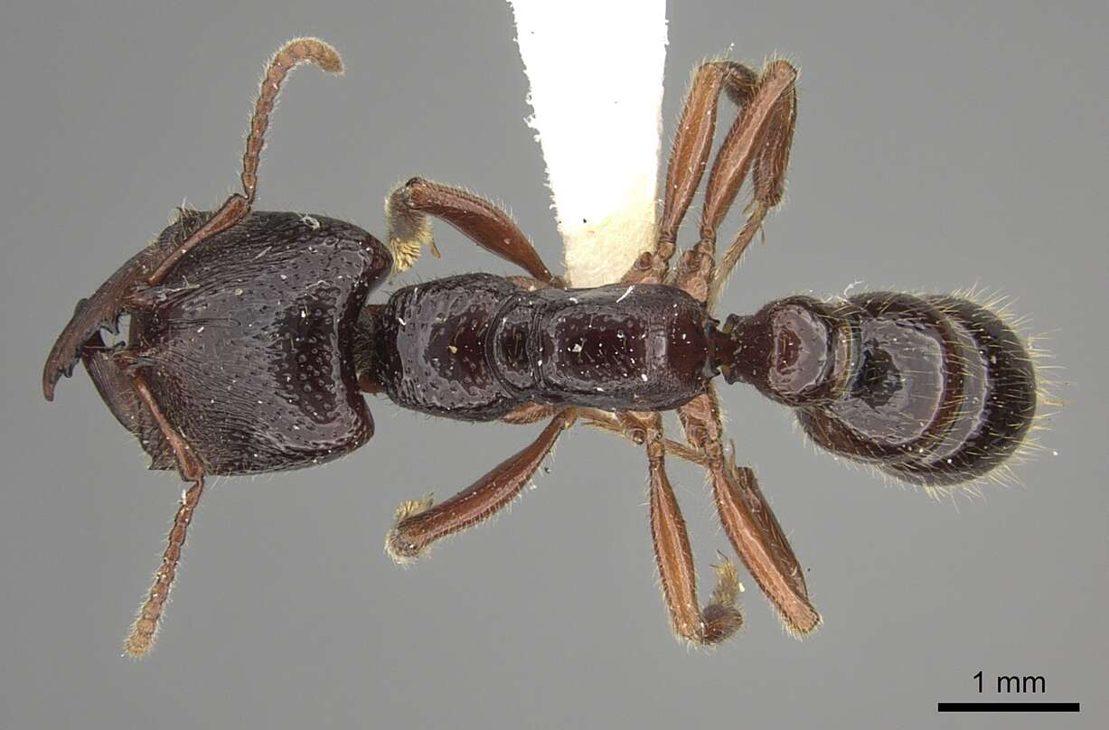 Image of Dracula Ants