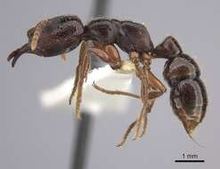 Image of Dracula Ants