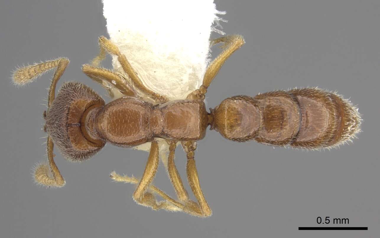 Image of Stigmatomma santschii