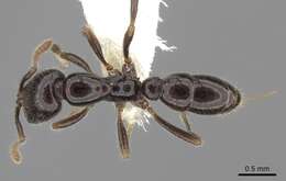 Sivun Onychomyrmex hedleyi Emery 1895 kuva