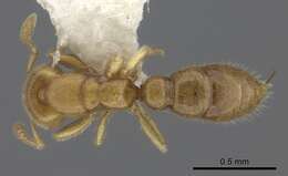 Image of Ant