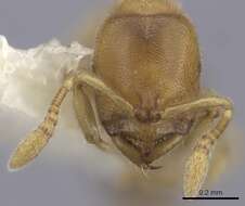 Image of Ant