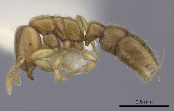 Image of Ant