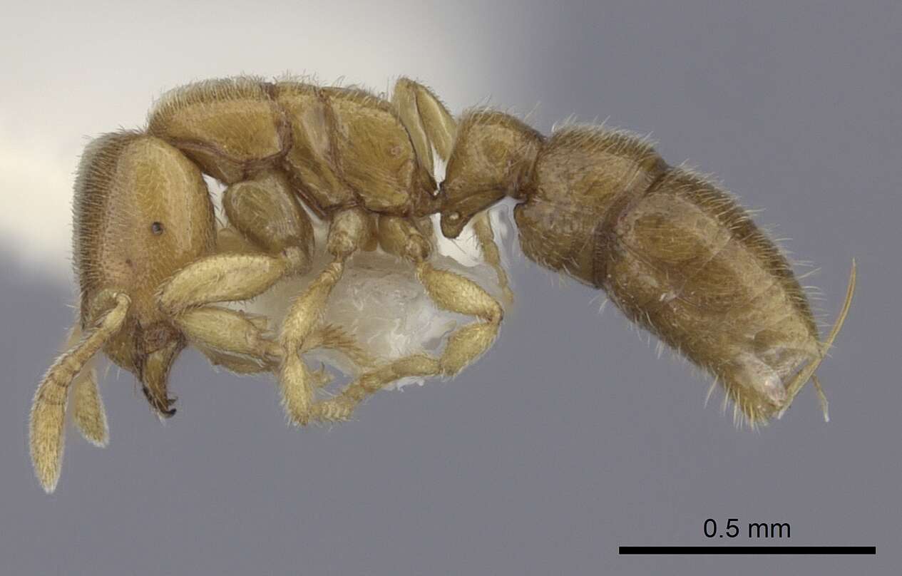 Image of Ant