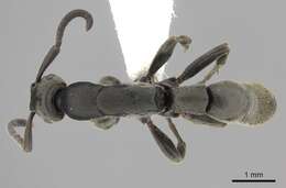 Imagem de Platythyrea angusta Forel 1901