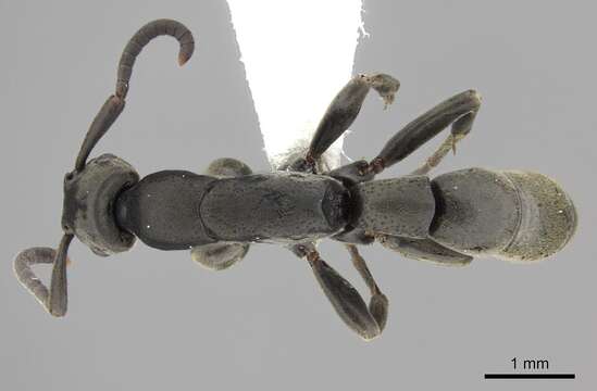 Image of Platythyrea angusta Forel 1901