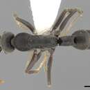 Image of Platythyrea quadridenta Donisthorpe 1941