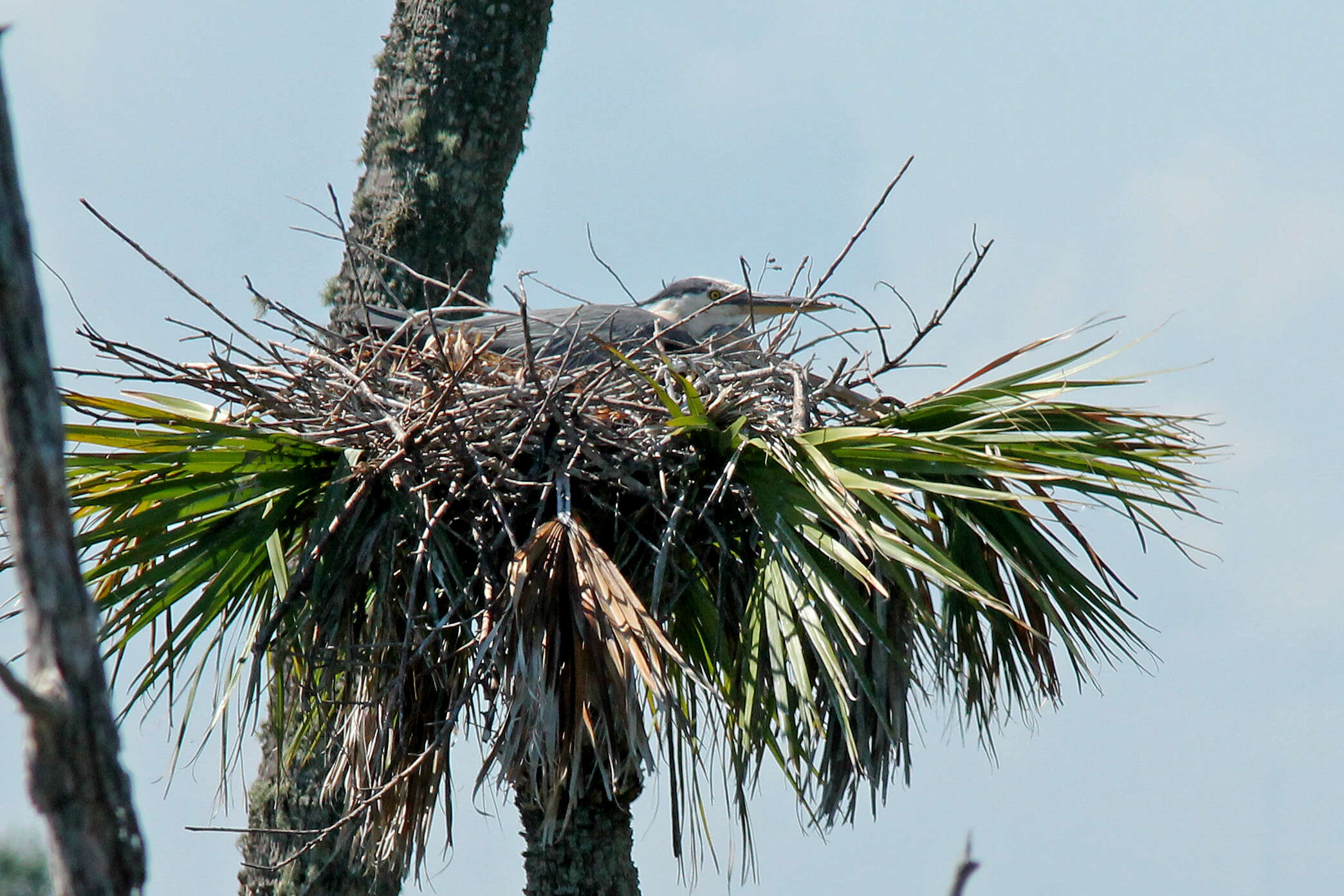 Image of Great Blue Heron