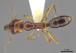 Image of Anochetus armstrongi McAreavey 1949