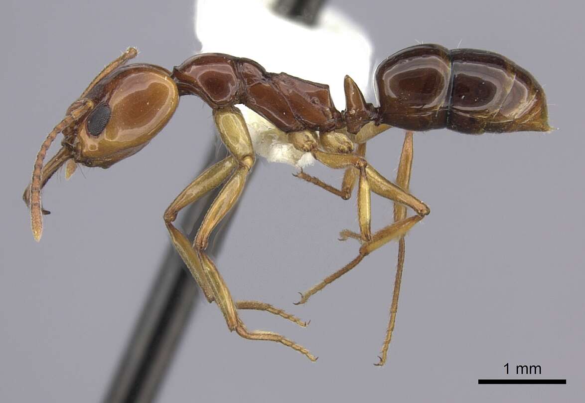 Image of Anochetus armstrongi McAreavey 1949