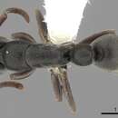 Image of Platythyrea inermis Forel 1910