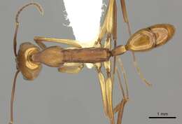 Image of Anochetus micans Brown 1978