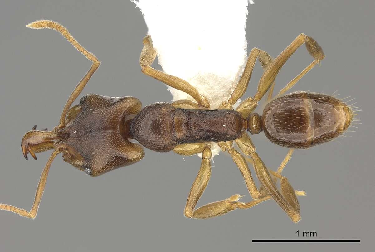 Image of Ant