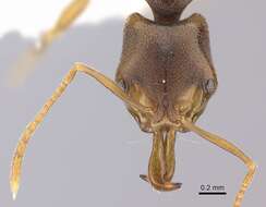 Image of Ant