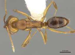 Image of Ant