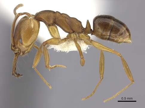 Image of Ant