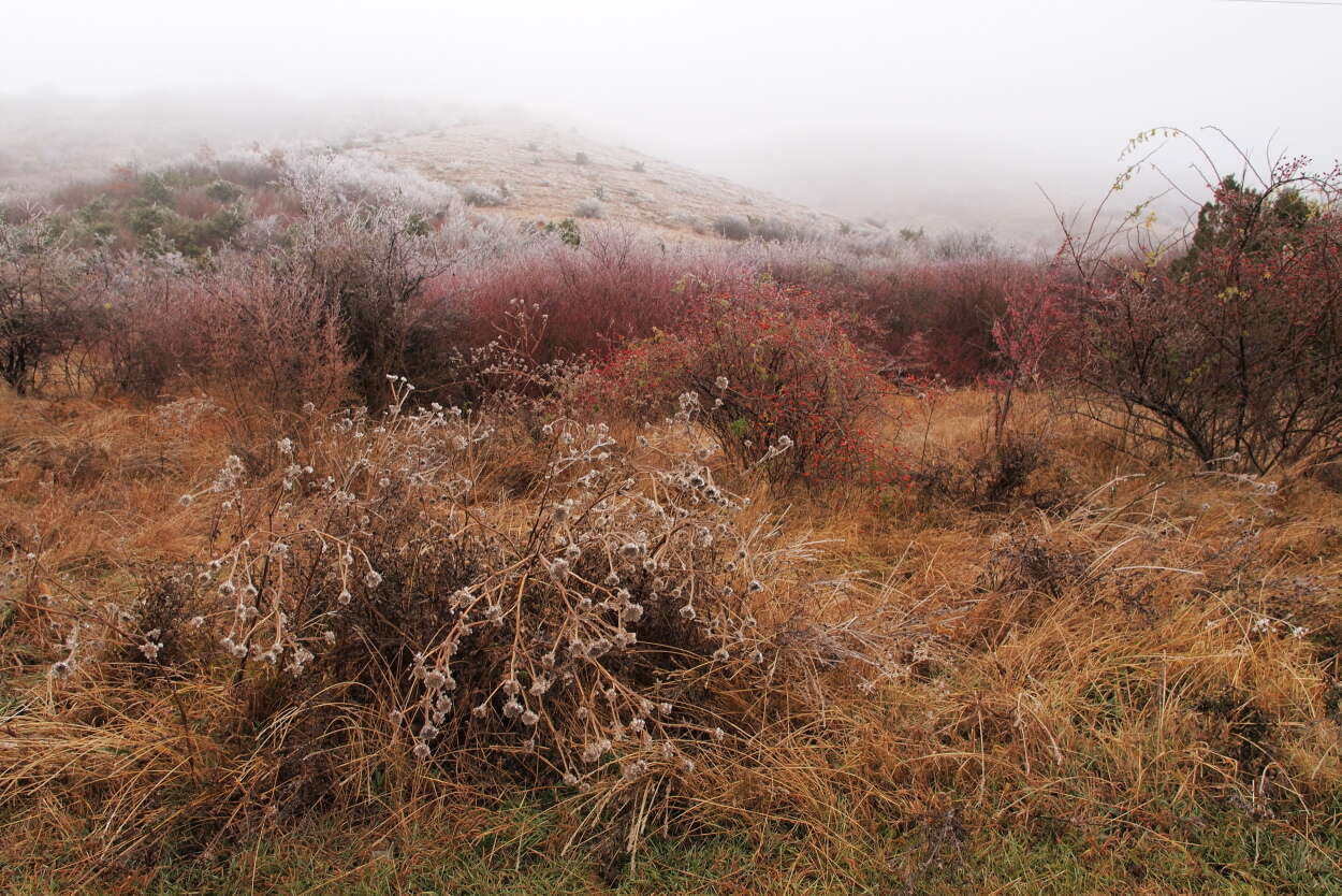 Image of common juniper