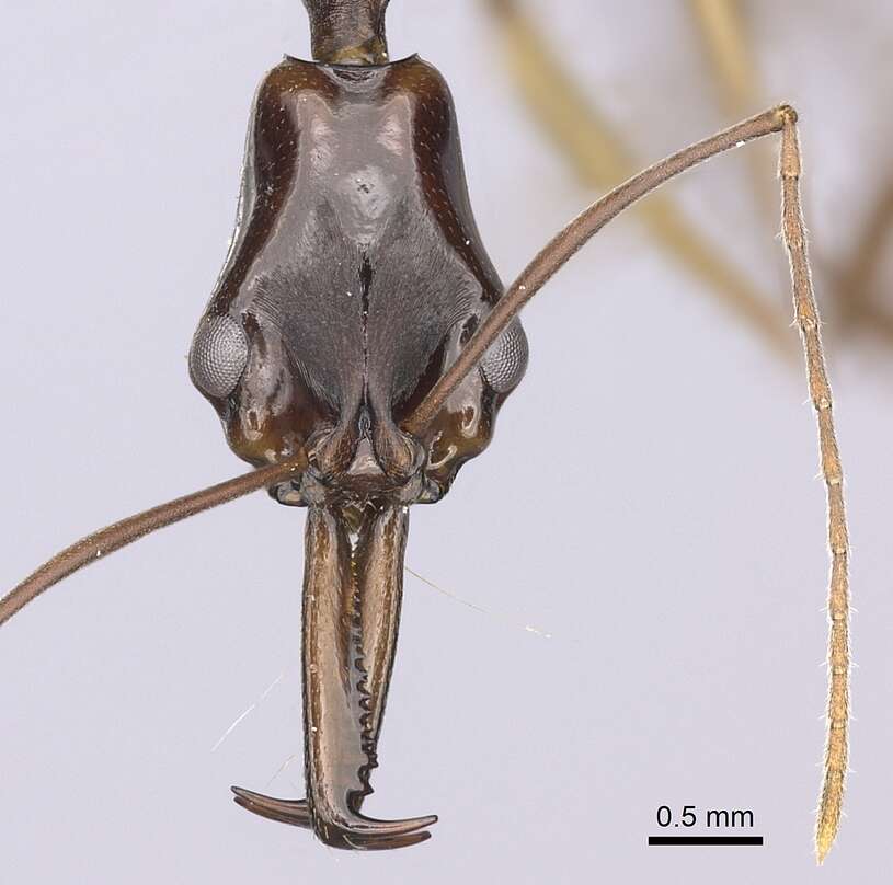 Слика од Anochetus striatulus Emery 1890