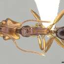 Image of Anochetus variegatus Donisthorpe 1938