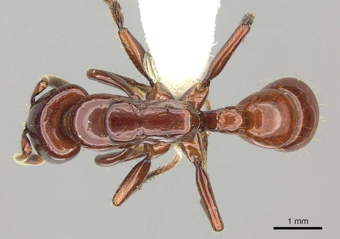 Image of Centromyrmex bequaerti (Forel 1913)