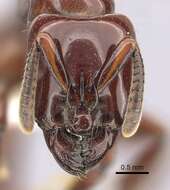 Image of Centromyrmex bequaerti (Forel 1913)