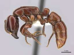 Image of Centromyrmex bequaerti (Forel 1913)