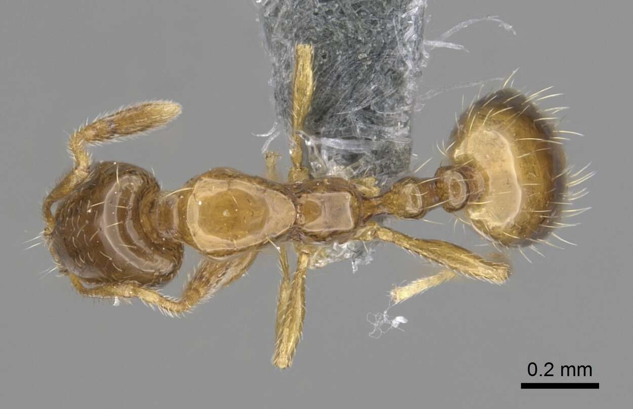 Image of Monomorium exiguum Forel 1894