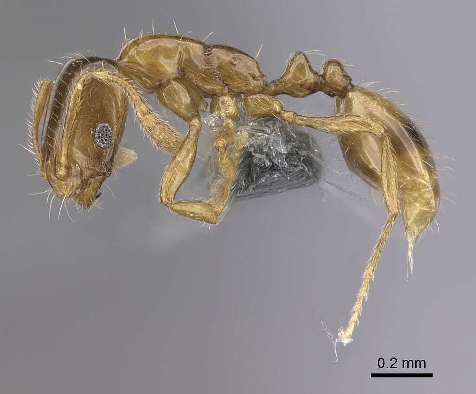 Image of Monomorium exiguum Forel 1894