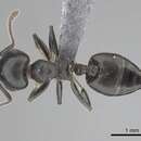 Image of Crematogaster chiarinii Emery 1881